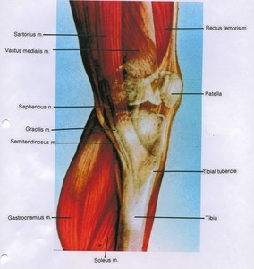Illustration of left knee joint, medial view, showing bones, muscles and nerve