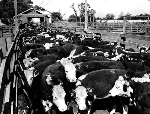 65 After the cattle are unloaded they are weighed in groups of ten to twenty for purposes of ascertaining weight gained during the 120 day period the cattle are at the feed lot. Note the scales which are in the shed at the end of the corral