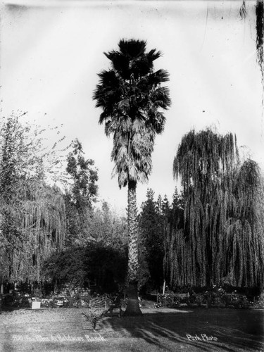Fan Palm at Baldwin's Ranch