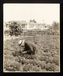 Luther Burbank "Pollinating" Poppy Flower, 1912