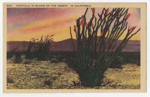 Ocotillo in bloom on the desert, in California