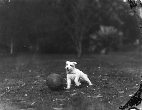 Terrier and his ball, view 3