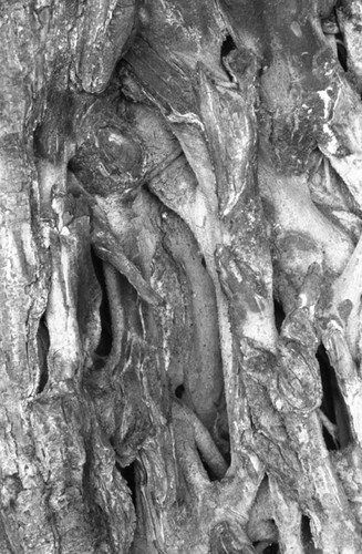 Tree bark, San Basilio de Palenque, 1976