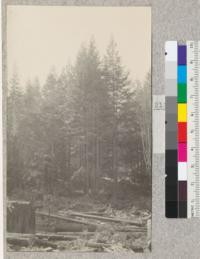 Big River, Mendocino County, California. Redwood Second Growth Cutting Experiment plot. Edge of stand remaining after plot was cut out. Logs of cutting experiment in foreground. March 1923, E. Fritz