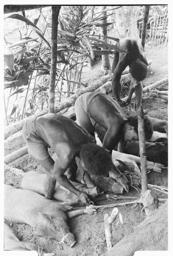 Men tying out pigs for taualea, feasting shelter, ritual
