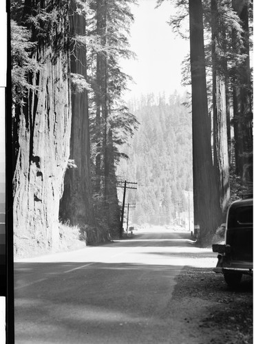 On the Redwood Highway