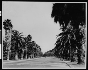 View of a Beverly Hills street lined with palm trees, ca.1920