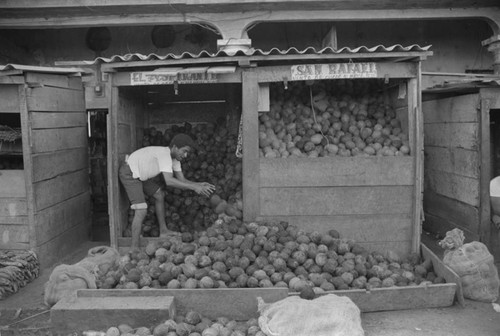 Man working at coconuts stand at city market, Cartagena Province, ca. 1978