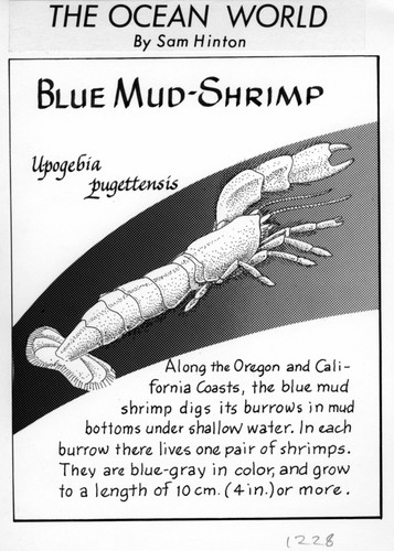 Blue mud-shrimp: Upogebia pugettensis (illustration from "The Ocean World")