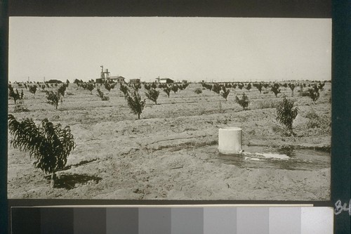 No. 225. Orchard planted Jan 1922 on allotment 336 owned by Mr. Yeager. Picture taken Aug 1923