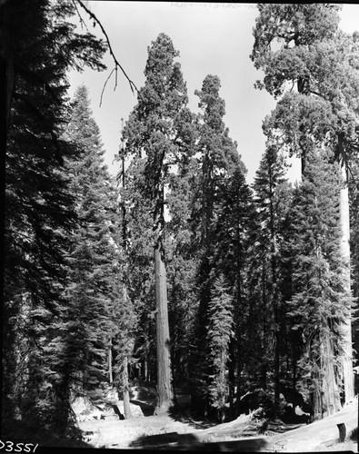 Giant Sequoia, Leaning sequoias