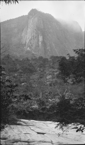Photo album p. 07, forest near Rio de Janeiro