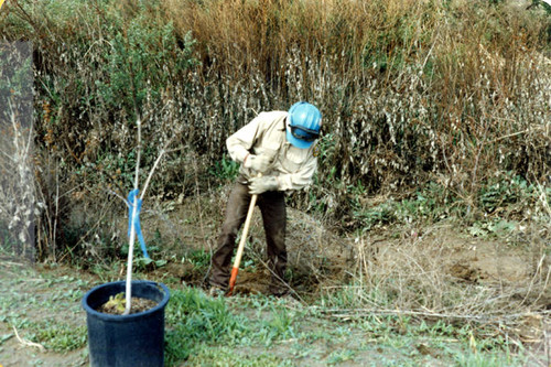 Planting at the Sepulveda Wildlife Reserve, 1981