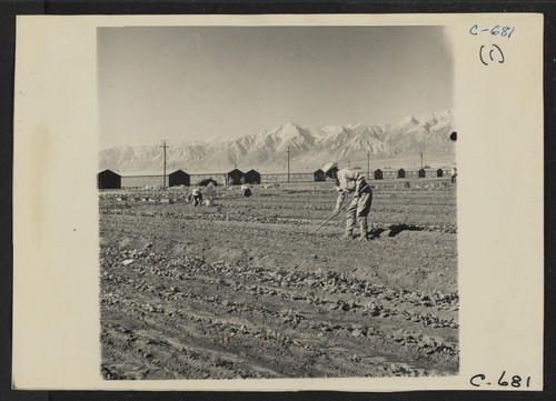 Manzanar, Calif.--Evacuees of Japanese ancestry are growing flourishing truck crops for their own use in their hobby gardens. These crops are grown in plots 10 x 50 feet between blocks of barracks at this War Relocation Authority center. Photographer: Lange, Dorothea Manzanar, California
