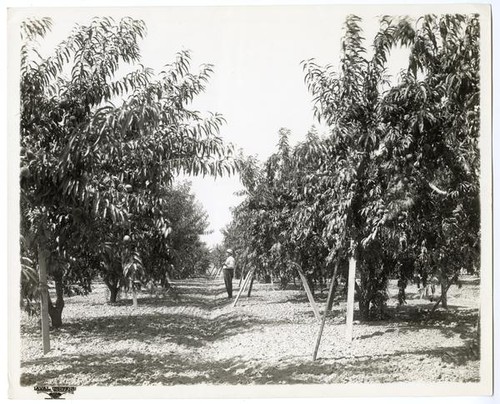 Man standing in a peach orchard