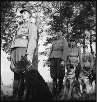 Dogs [Soldiers training with dogs]