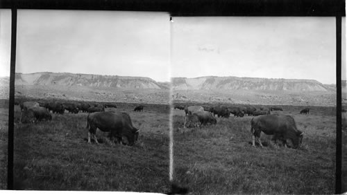 A Herd of Buffalo. Yellowstone Natl. Park. Wyo