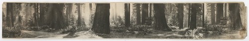 The California redwoods