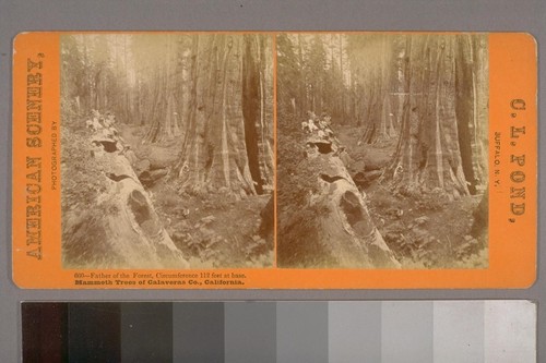 Father of the Forest, Circumference 112 feet at base. Mammoth Trees of Calaveras Co., California