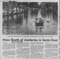 Mass death for anchovies in Santa Cruz
