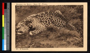 Dead leopard, Kenya, ca.1920-1940