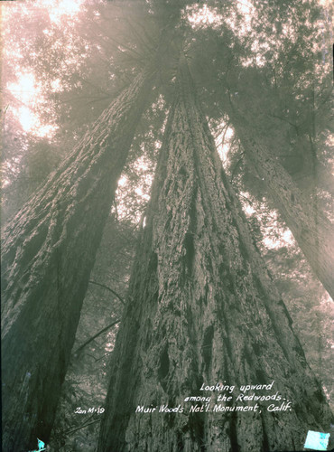 Redwood trees, Muir Woods, circa 1935 [postcard negative]