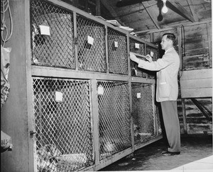 Alexander Tilley, Los Angeles SPCA measuring dog cages at the Van Nuys pound, 1947