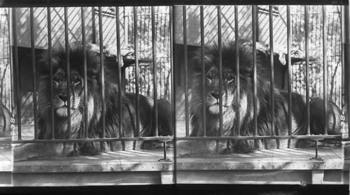 African Lion (Felis Leo) in the zoo, Lincoln Park
