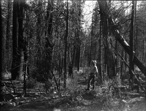 Wildland Fires, Results of 1948 Simpson Meadow Fire