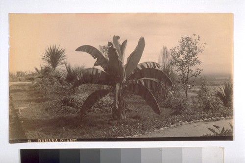 Banana Plant. "1--Yucca Palm. 2--Fan Palm. 3--Banana Plant. 4--Pampass Grass. The Banana is easily torn by the wind & often is even more ragged than in the next picture [i.e. 6485:27]." 9