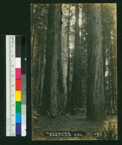 Redwoods Fortuna, Cal