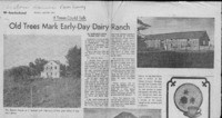 Old trees mark early-day dairy ranch