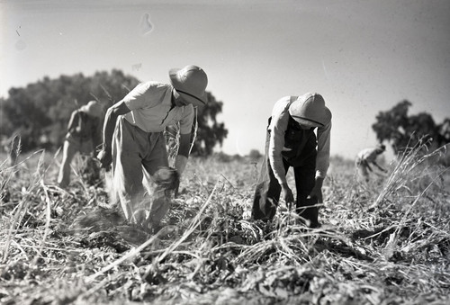 Two Mexican workers, side by side, hoeing in a sugar beet field
