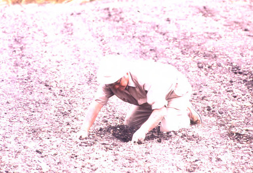 Masaichi Ishibashi Checking the Seeds