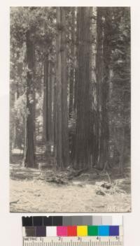 Redwood Bowl is located at about 7000' elevation in a little depression in the summit of Redwood Mountain, Tulare County. July, 1928. Metcalf