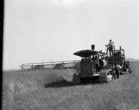 Field Crop Trials, Marin Meadows Ranch, Ignacio, Marin County, June 1928 [photograph]