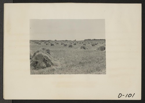 Eden, Idaho--A view of a wheat farm a few miles south of the Minidoka War Relocation Authority center for evacuees of Japanese descent. Photographer: Stewart, Francis Hunt, Idaho