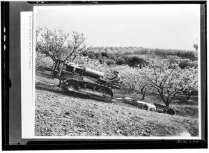 Tractor discing apricot orchard
