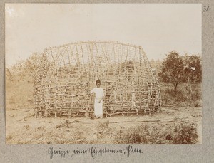 Framework of an indigenous hut, ca.1900-1914
