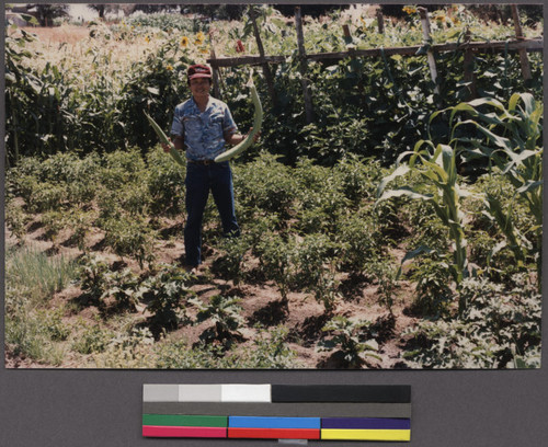 Lao farmer in a vegetable garden, Livermore, California