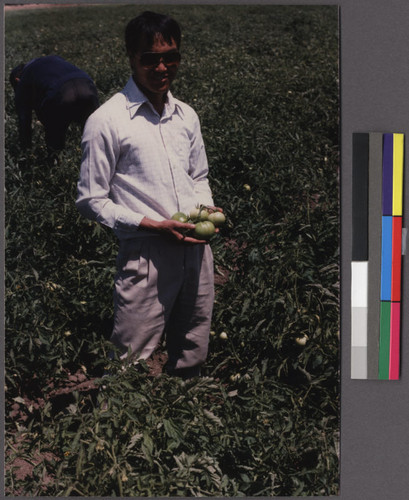 Lao farmer holding tomatoes, Livermore, California