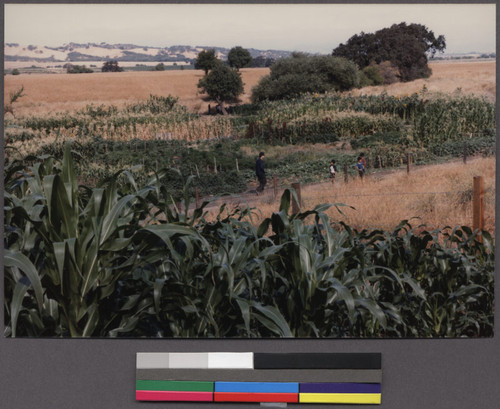 Lao farmers working in the fields, Livermore, California