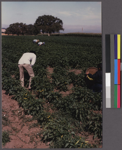 Lao farmers working in the fields, Livermore, California