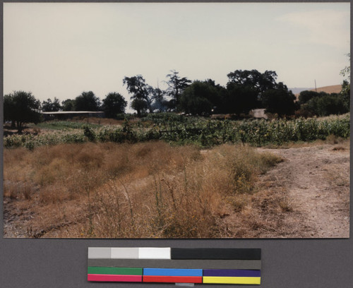 Lao farmland, Livermore, California