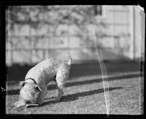 "Jiggs" wire hair terrier playing with rat, Mrs. Patterson dog at Westwood, Southern California, 1936