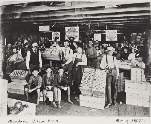 Glendora Citrus Association, early 1900s