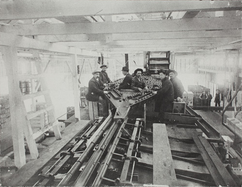 Interior view of Azusa Covina Glendora Citrus Association packing-house with workers, early 1900s