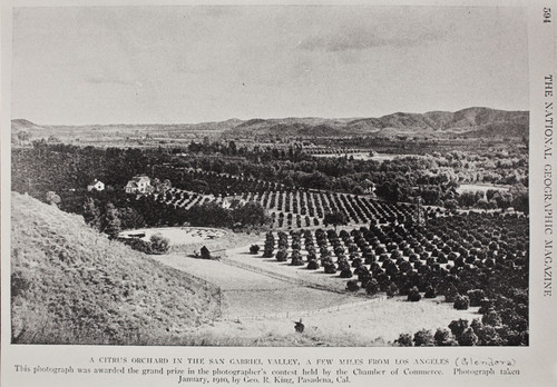 Citrus orchard in the San Gabriel Valley, Glendora, January, 1910