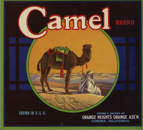 Camel