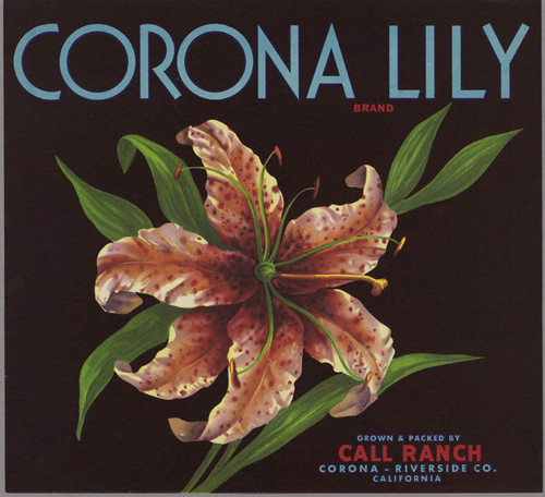 Corona Lily